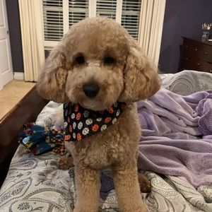 Meet your Posher, Tara